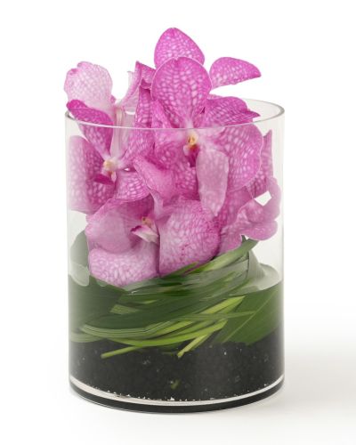 Vanda Jewel
