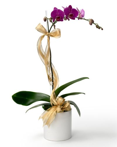 Winter Single Purple