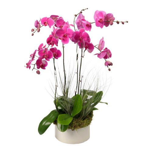 5 Stem Purple Phalaenopsis Orchid 